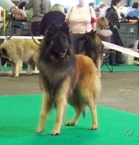n°82 condor des canis du brabant 5312.JPG